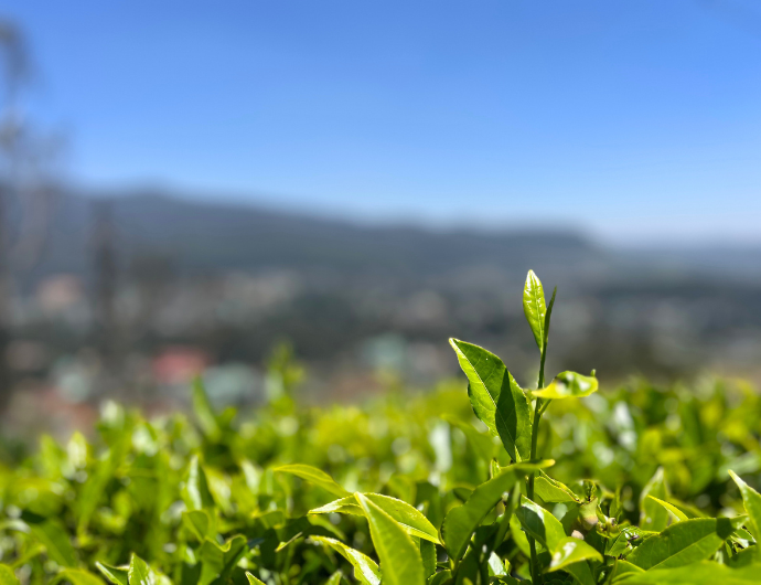 3 Months in Sri Lanka: Our Journey to Pure Ceylon Tea