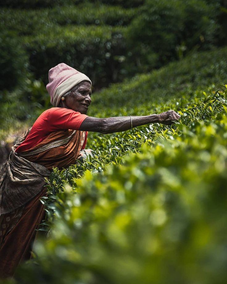 A Sri Lankan woman handpicking fresh, premium quality tea leaves from tea fields in Ramboda, Nuwara Eliya, Sri Lanka. it shows sustainability side of tea cultivation in sri lanka