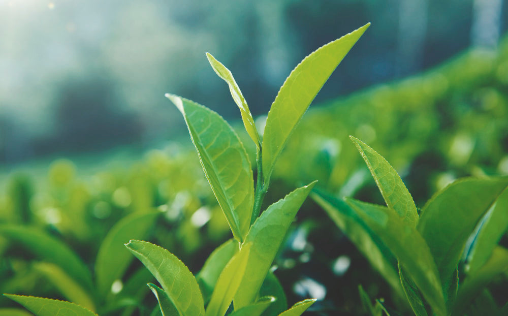 A zoomed in view of sri lankan tea leaves fresh in farm ready for harvest