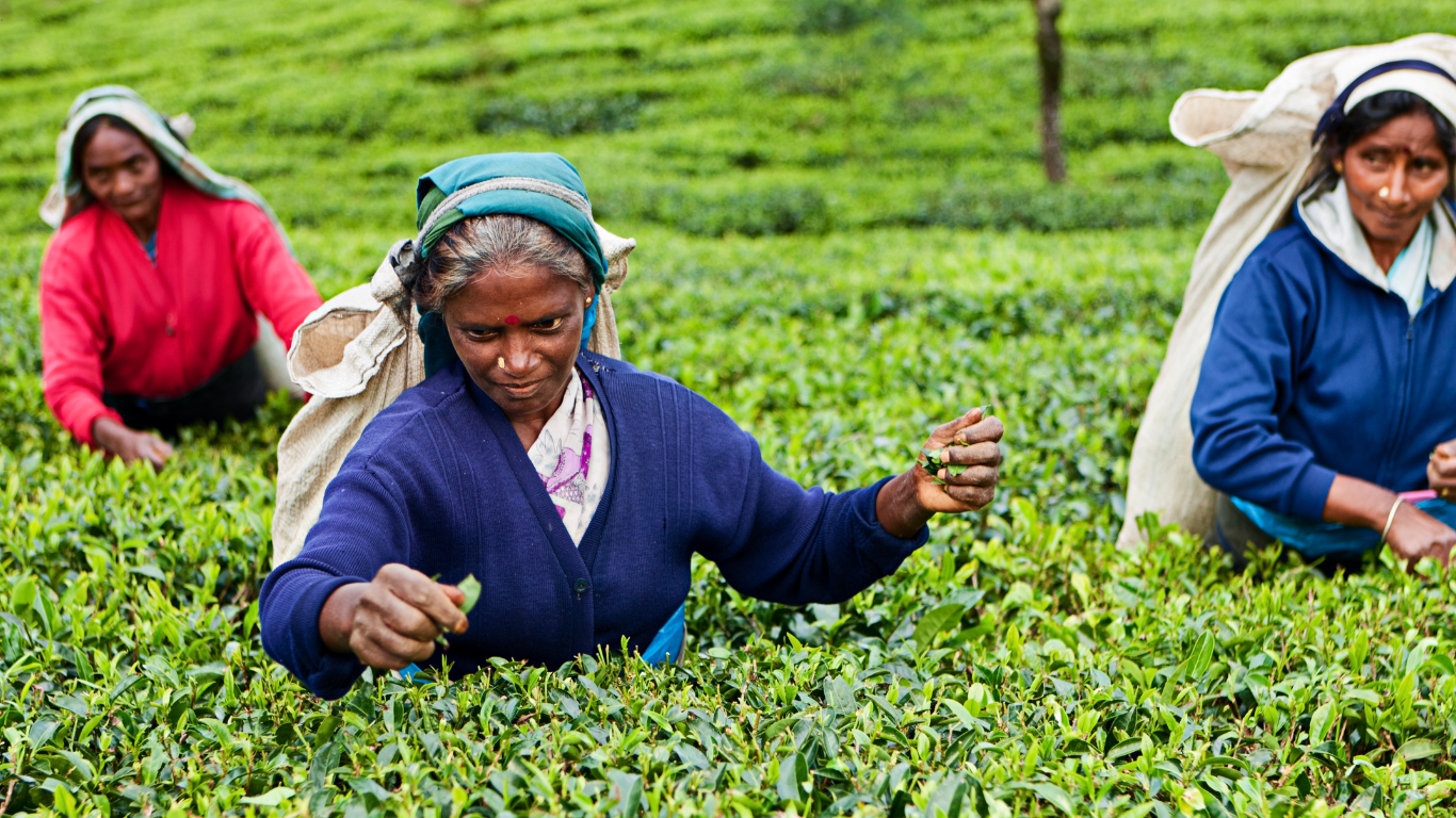 Sri Lankan women plucking fresh tea leaves by hands in tea fields of Ramboda, Nuwara Eliya, Sri Lanka emphasizing the long-standing tradition of tea harvesting by hands in sri lanka