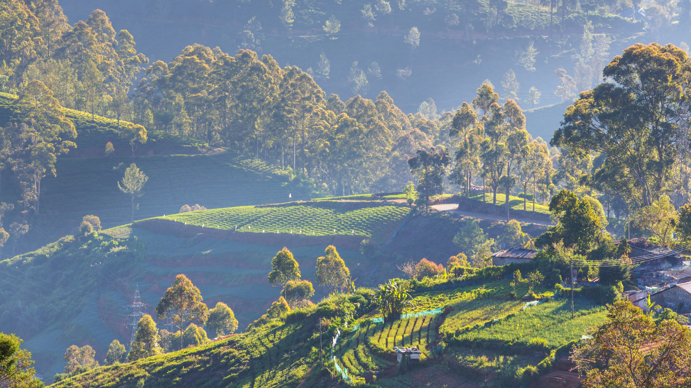 A product video with inspiring background music showing Nuwara Eliya tea fields, women working in tea fields, women working in tea factory, farm fresh tea being processed and packed, and a cup of tea showing fresh brew